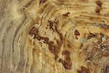 Polished Oligocene Petrified Wood (Pinus) - Australia #247849-1